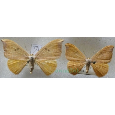 Watsonalla binaria (Hufnagel, 1767) pair Wycinka dwojaczka Czech77j